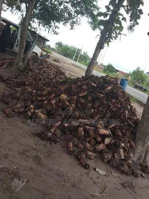 Dwarf Plantain Suckers Available