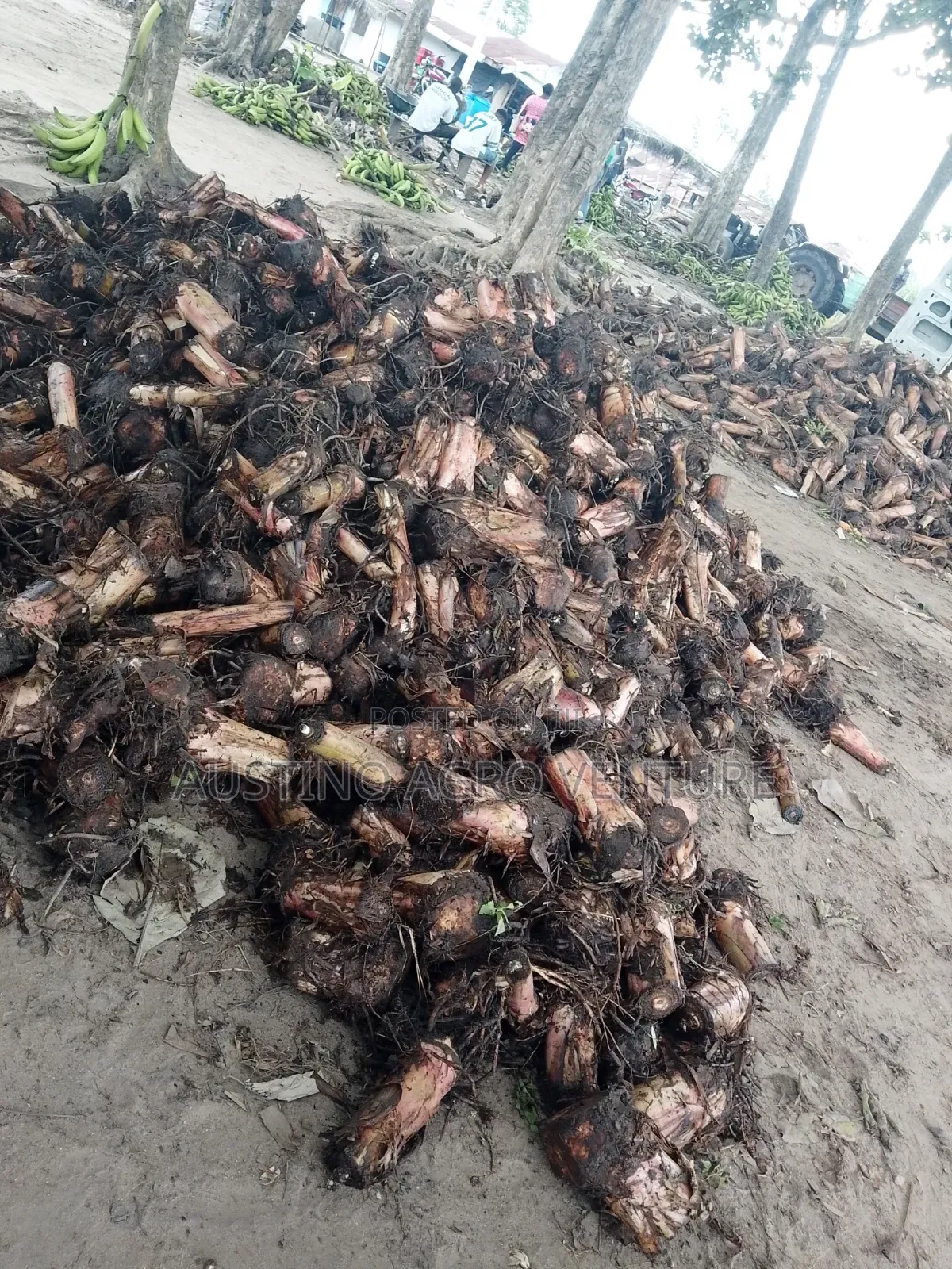 Dwarf Plantain Suckers Available