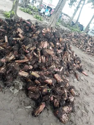 Dwarf Plantain Suckers Available
