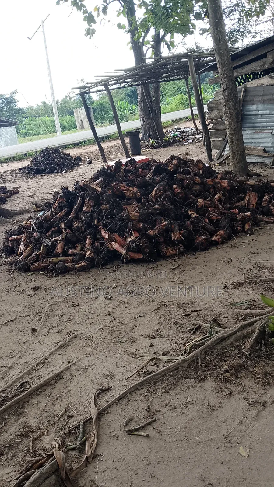 Dwarf Plantain Suckers Available