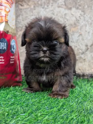 1-3 months Male Purebred Shih Tzu
