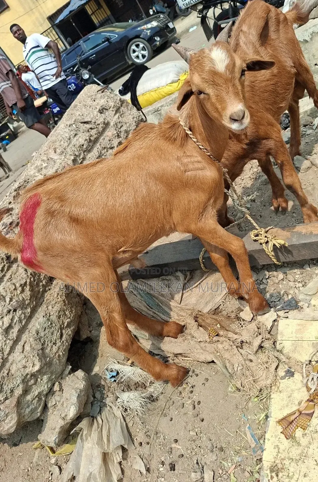 Native Goats Ogunfe, Ram, Sheep