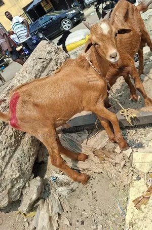 Native Goats Ogunfe, Ram, Sheep