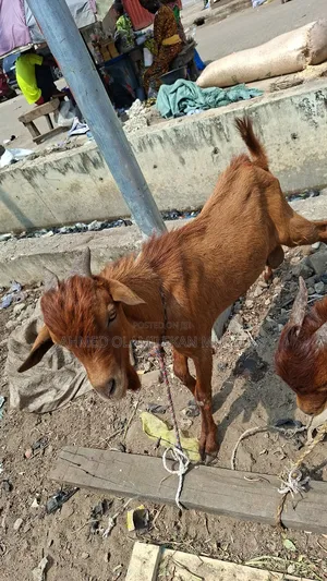 Native Goats Ogunfe, Ram, Sheep