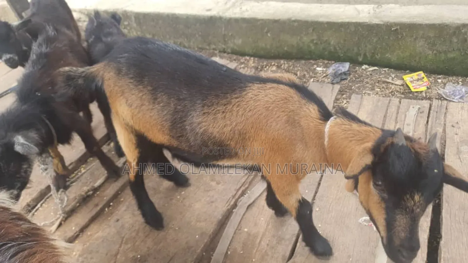 Native Goats Ogunfe, Ram, Sheep