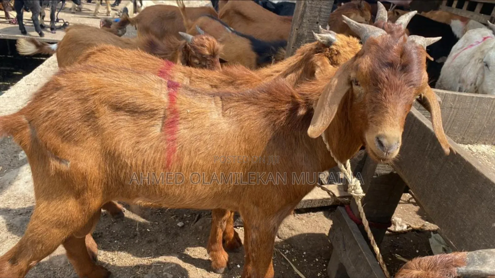 Native Goats Ogunfe, Ram, Sheep
