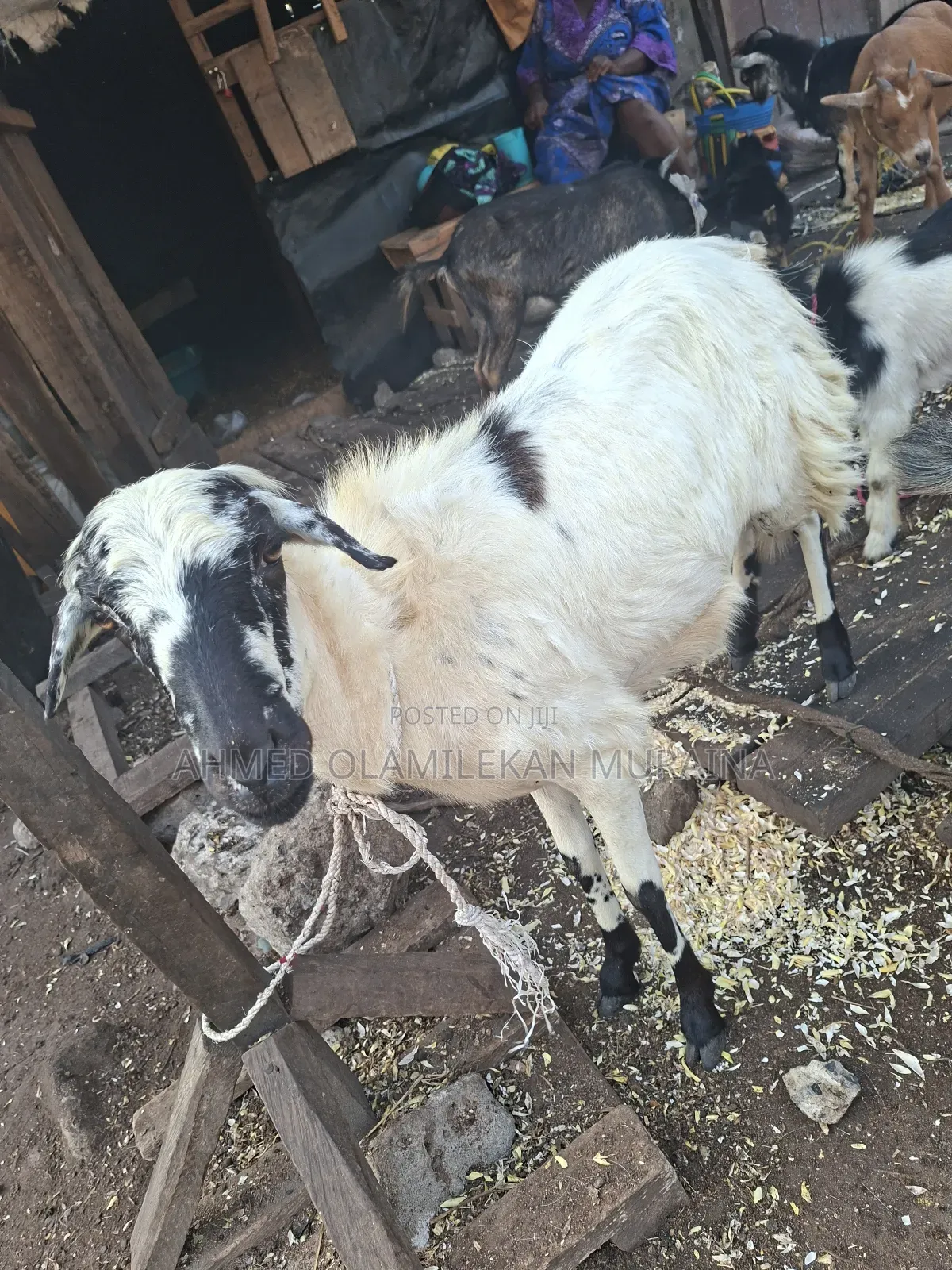 Native Goats Ogunfe, Ram, Sheep