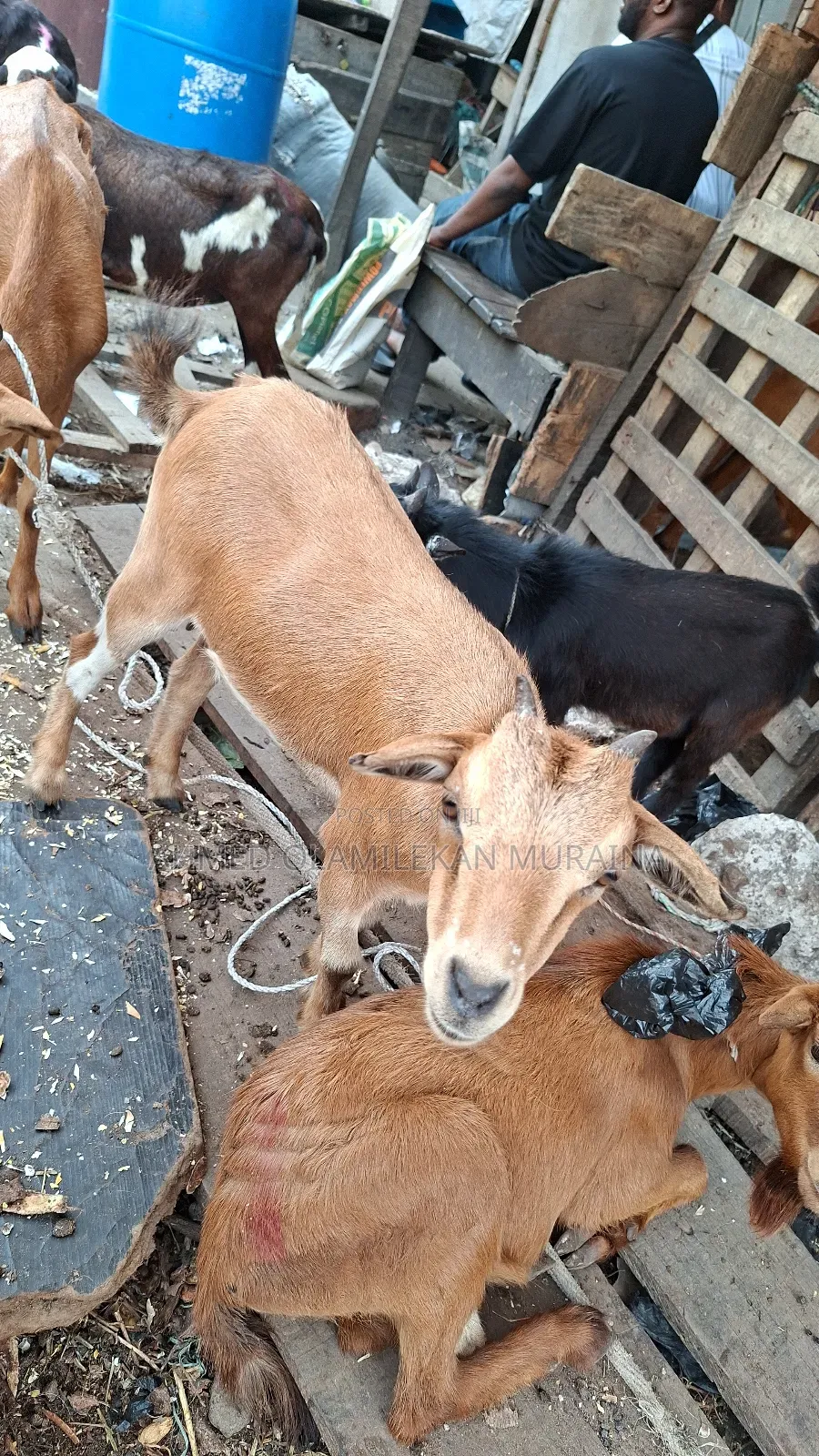Native Goats Ogunfe, Ram, Sheep