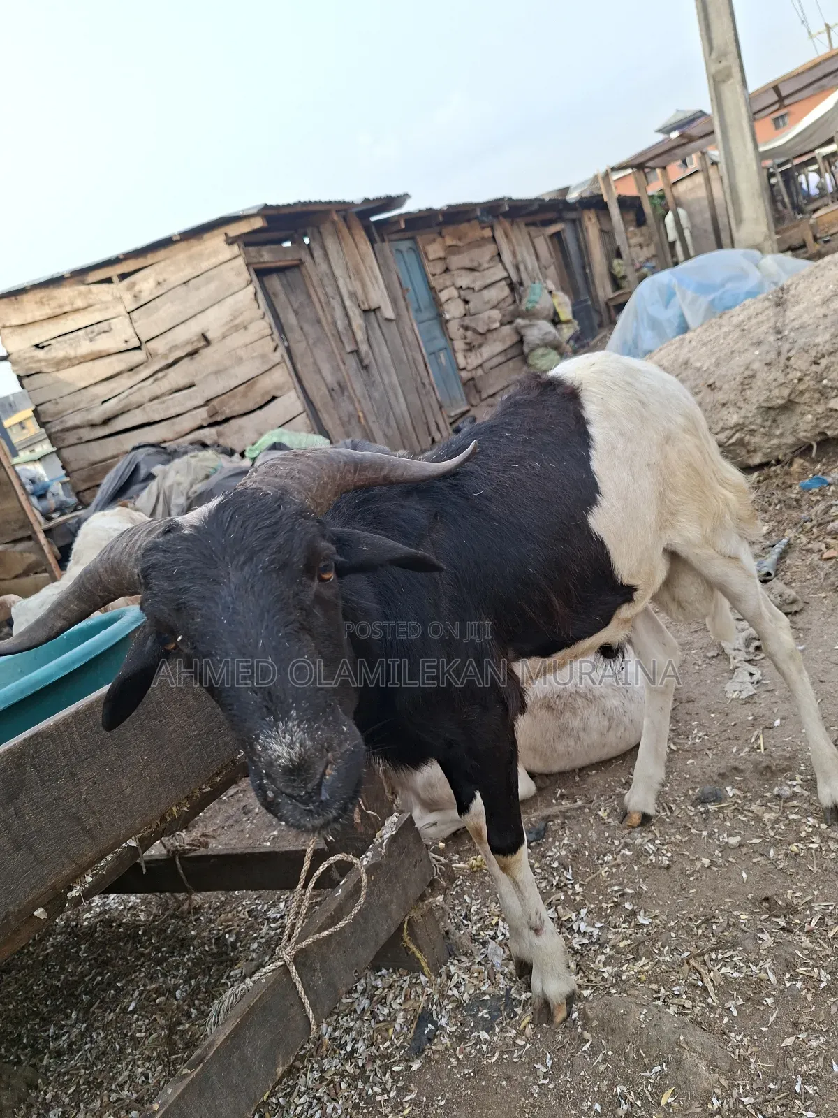 Native Goats Ogunfe, Ram, Sheep