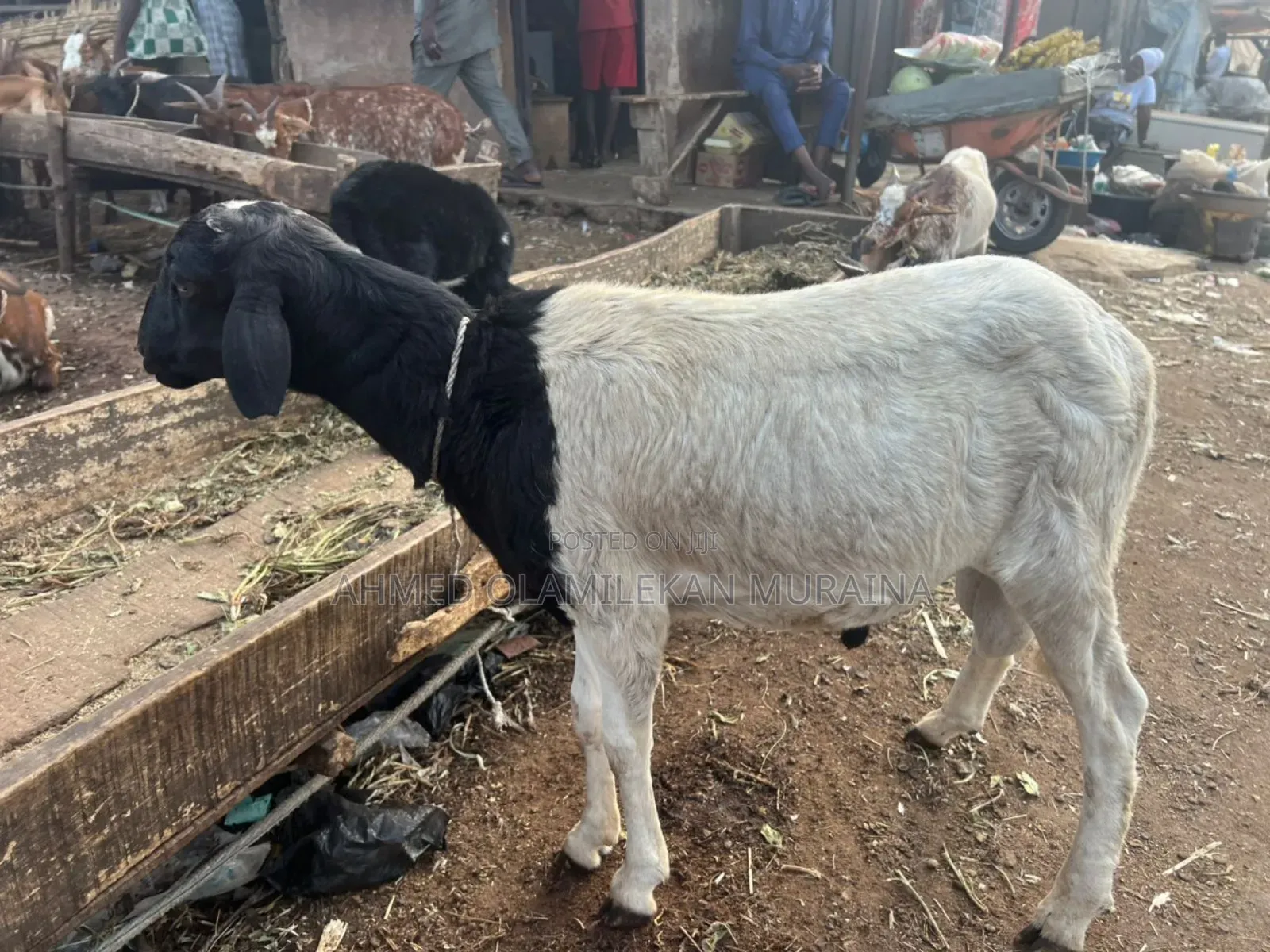 Native Goats Ogunfe, Ram, Sheep