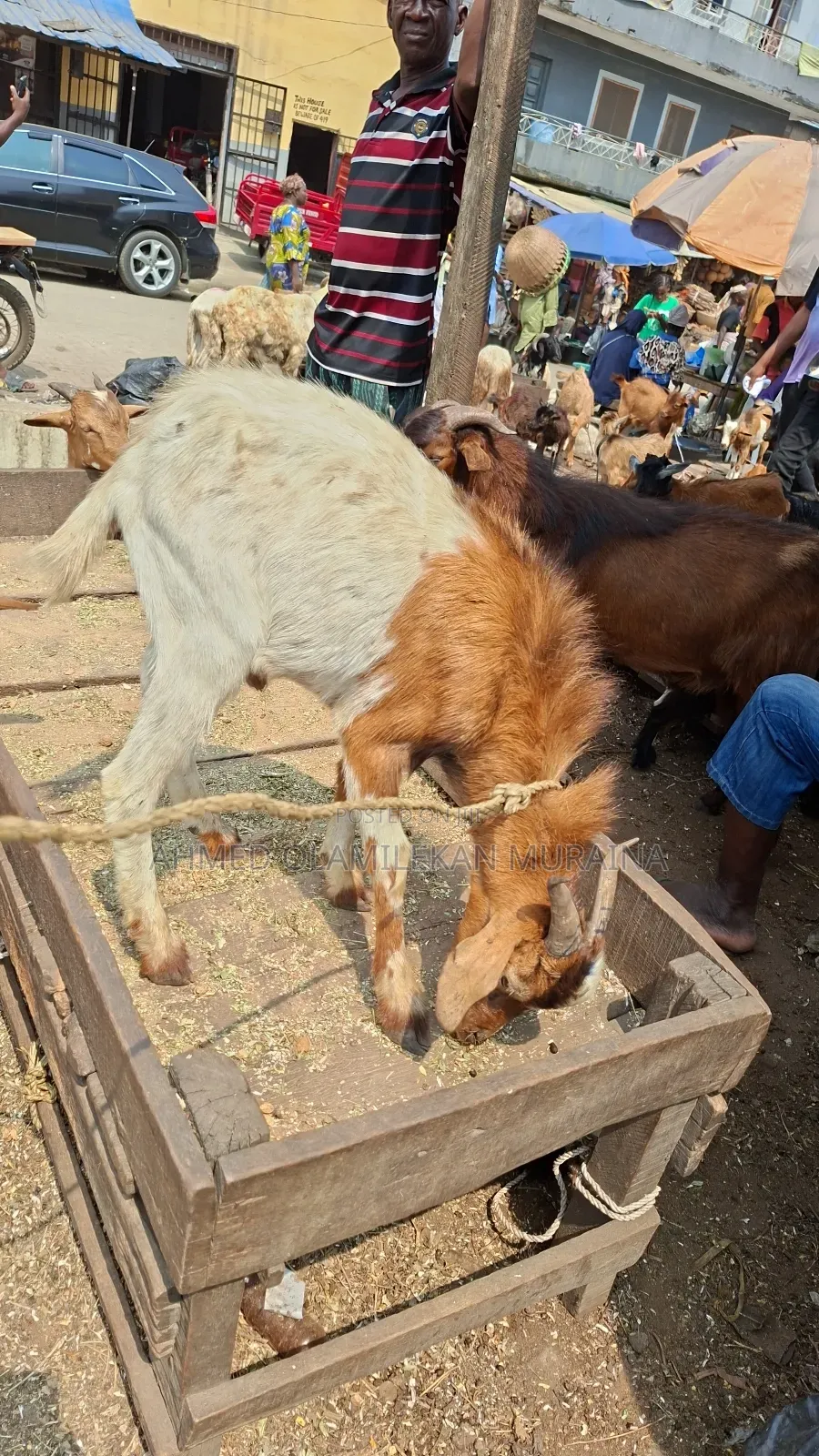 Native Goats Ogunfe, Ram, Sheep