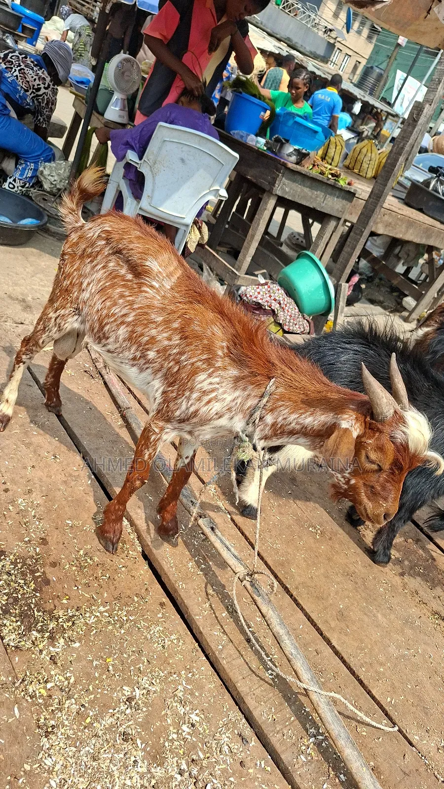 Native Goats Ogunfe, Ram, Sheep