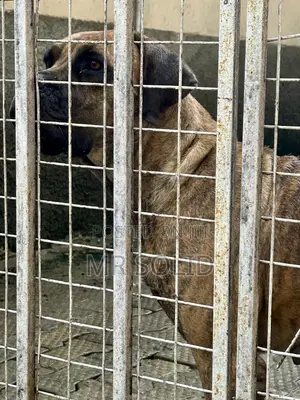 1+ year Female Purebred Boerboel