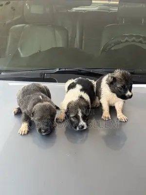 1-3 months Female Purebred Caucasian Shepherd