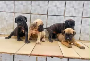 0-1 month Female Purebred Boerboel