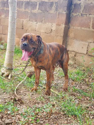 1+ year Male Purebred Boerboel