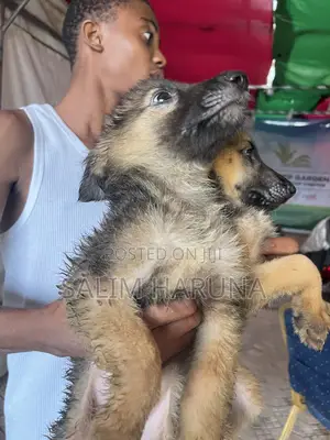 1-3 months Female Purebred German Shepherd