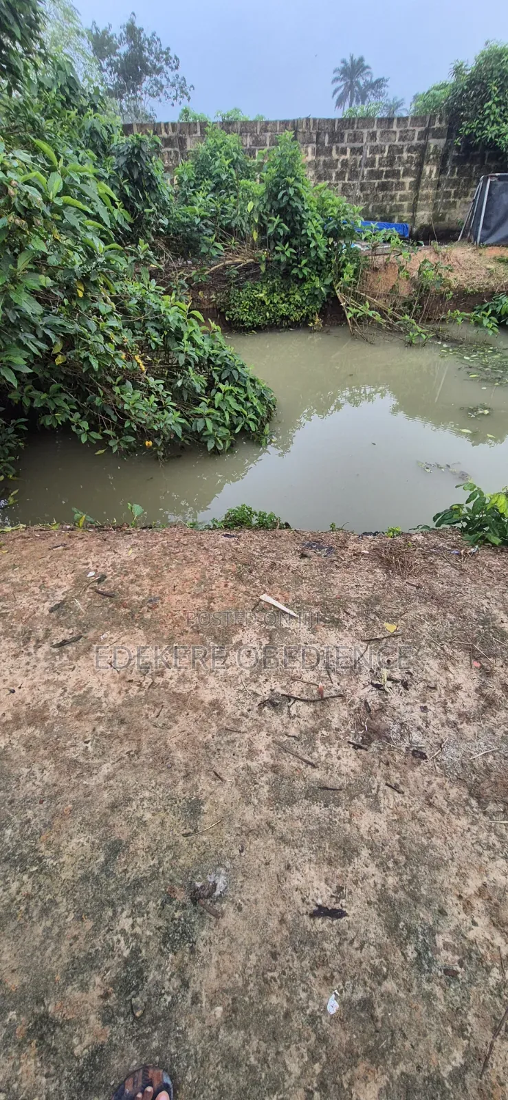 Catfish Farm