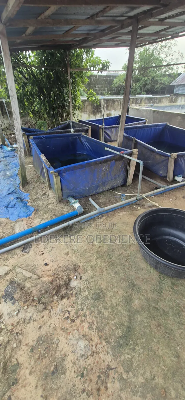 Catfish Farm
