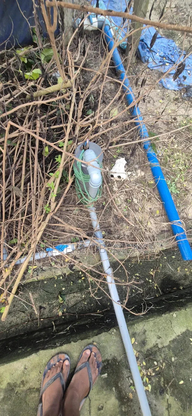 Catfish Farm