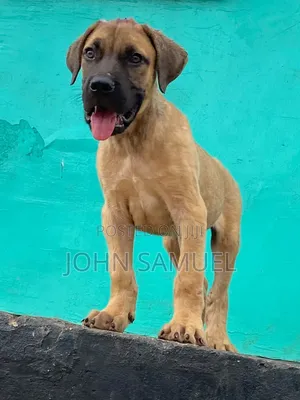 1-3 months Male Purebred Boerboel