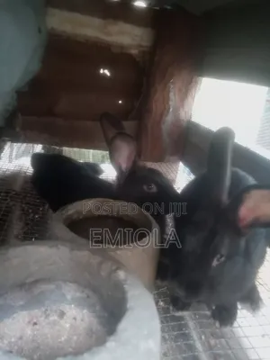 Grower Rabbits Male