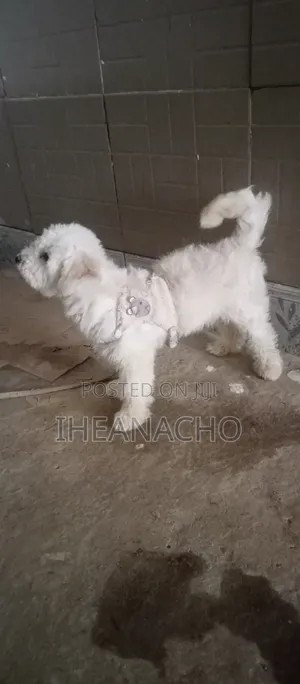 6-12 months Male Purebred Lhasa Apso