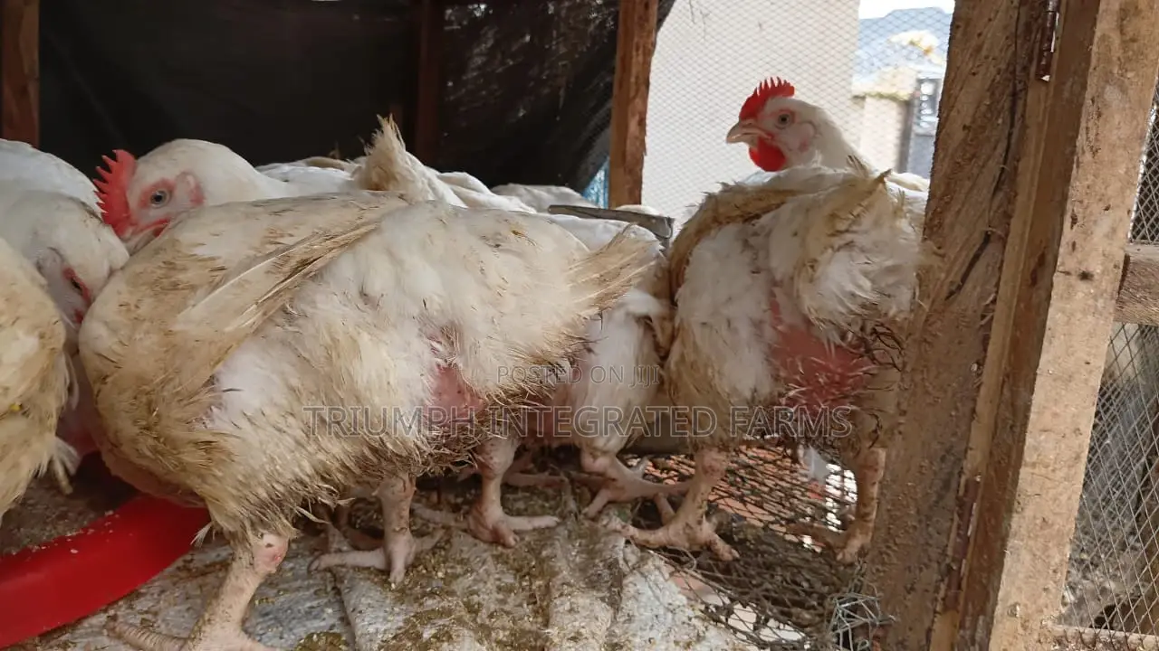 Broiler Chicken