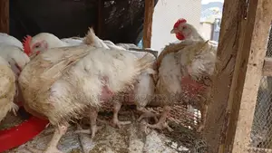 Broiler Chicken