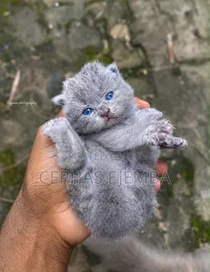 0-1 month Male Purebred Persian