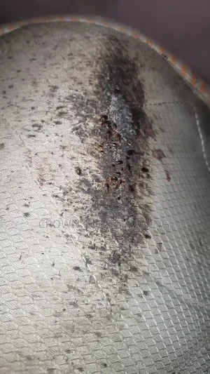 Highly Professional Fumigation Services