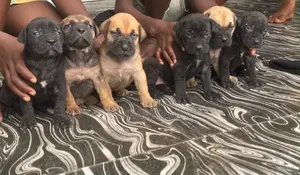 0-1 month Male Purebred Boerboel