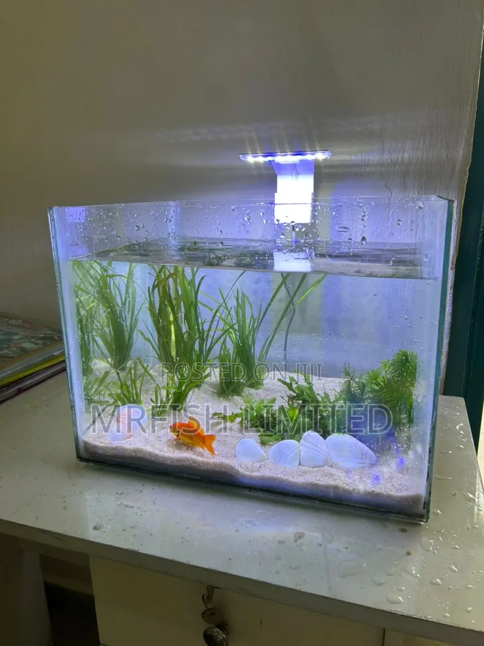 Table Top Aquarium