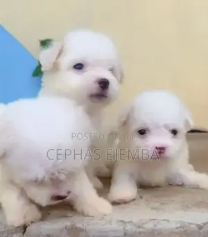 0-1 month Male Purebred Lhasa Apso