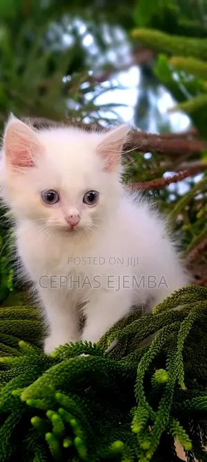 1-3 months Male Purebred Persian