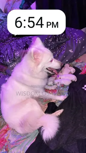 1+ year Male Purebred American Eskimo