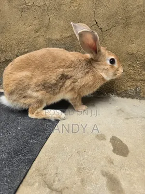 Mature Rabbits