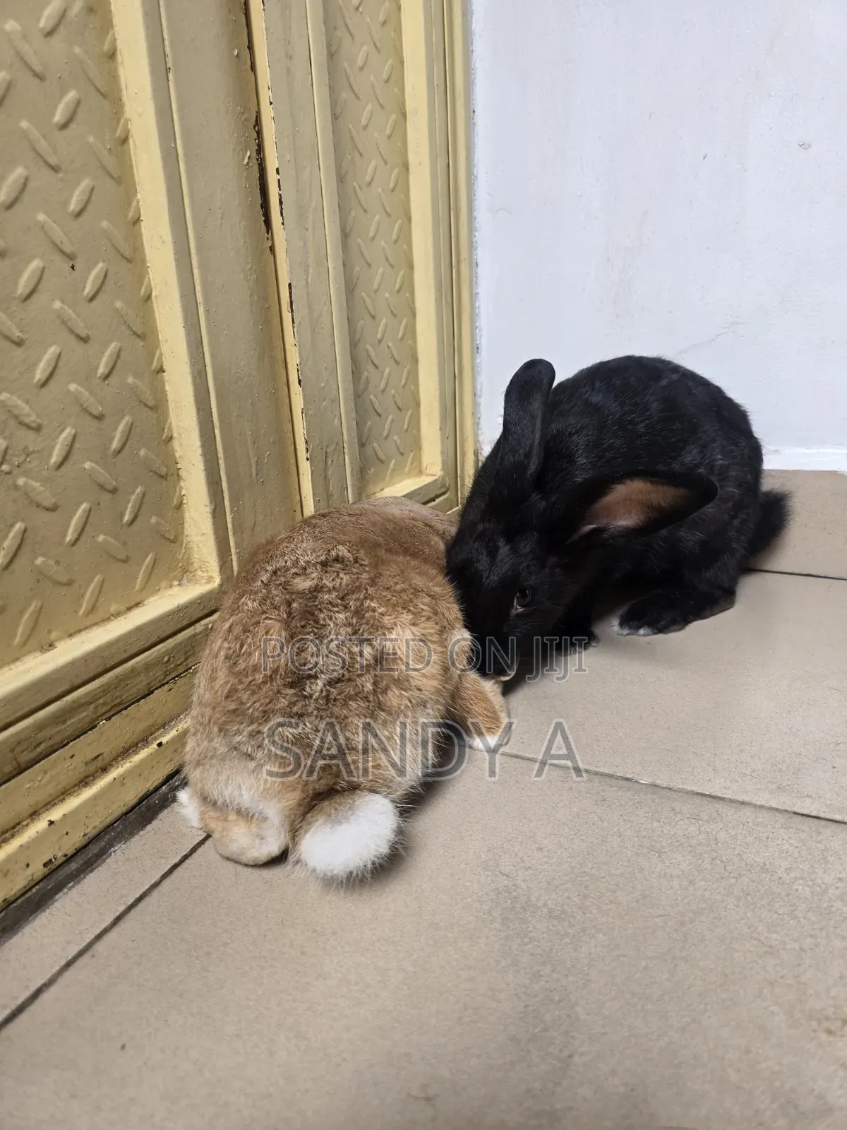 Mature Rabbits