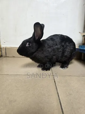 Mature Rabbits