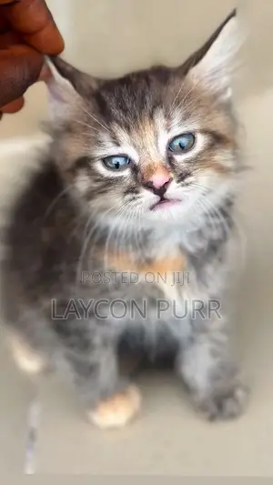 0-1 month Female Mixed Breed Persian