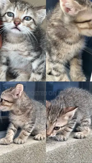 0-1 month Male Mixed Breed Turkish Angora
