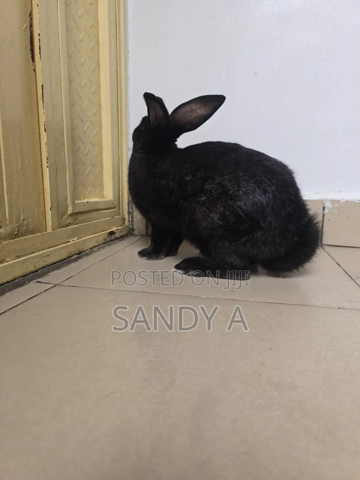 Mature Rabbits