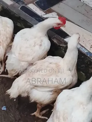 Egg Plus Broilers