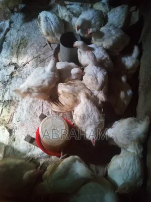 Big Size Broiler