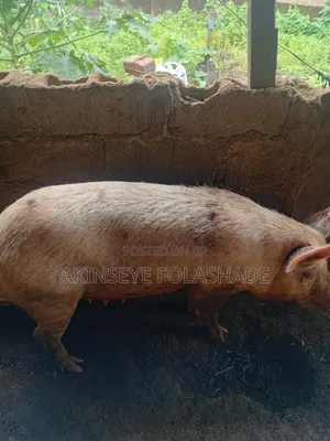 Nurse|Farm Tech|Pig Sales