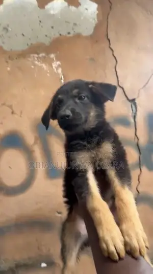1-3 months Female Purebred German Shepherd