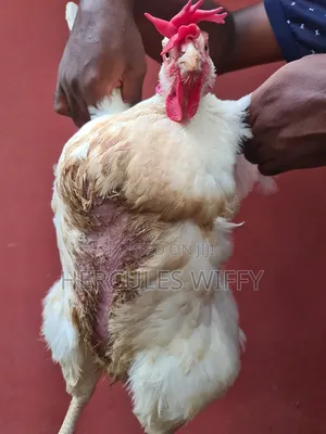 Vet Service