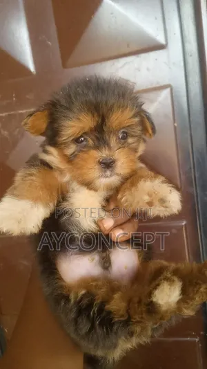 1-3 months Male Purebred Lhasa Apso