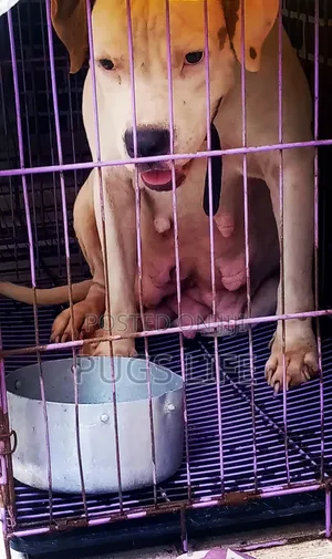 1+ year Female Purebred American Bully