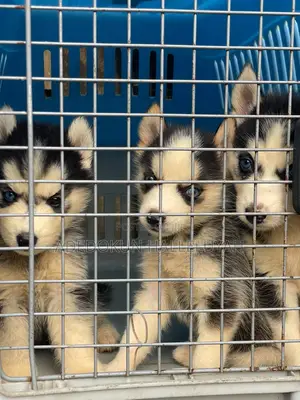1-3 months Male Purebred Siberian Husky